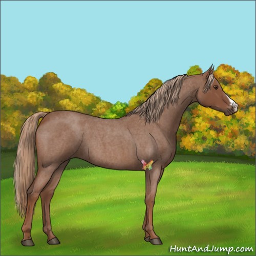 Horse Color:Red Roan 