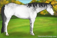 Horse Color:White Spotted Black