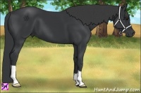 Horse Color:Black 