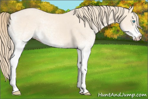 Horse Color:White Spotted Perlino Roan