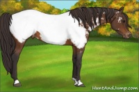 Horse Color:Buckskin Appaloosa 