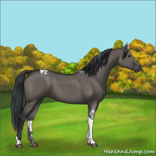 Horse Color:Grullo Sabino Tobiano 