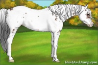 Horse Color:Bay Sabino Rabicano