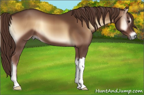 Horse Color:Red Onyx 