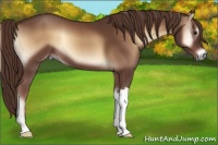 Horse Color:Red Onyx 