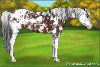 Horse Color:Bay Sabino Appaloosa 