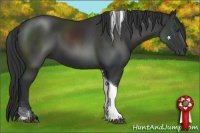 Horse Color:Liver Chestnut Sabino Tobiano