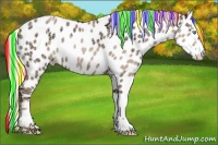 Horse Color:Painted Gold Champagne Ice Roan Dun Splash Near Leopard Rabicano 