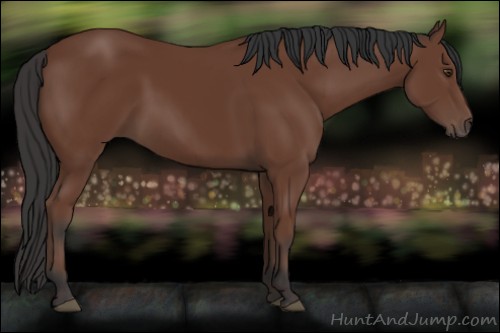 Horse Color:Bay 