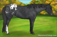 Horse Color:Black Appaloosa 