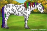 Horse Color:Painted Black Ice Appaloosa 