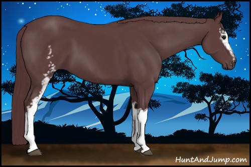 Horse Color:White Spotted Chocolate Black Sabino 