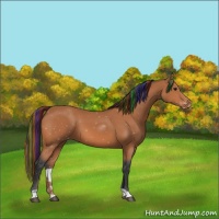 Horse Color:Painted Bay Appaloosa 