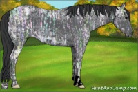 Horse Color:Black Ice  and Black Ice 