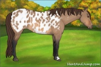Horse Color:Bay Dun Appaloosa 