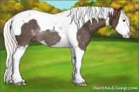Horse Color:Liver Chestnut Splash Tobiano 