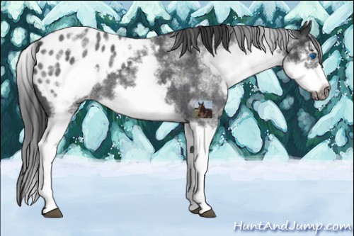 Horse Color:White Spotted Blue Roan Splash Frame Blanket