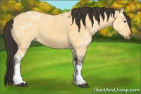 Horse Color:Buckskin Ice Dun