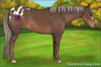 Horse Color:Liver Chestnut Appaloosa