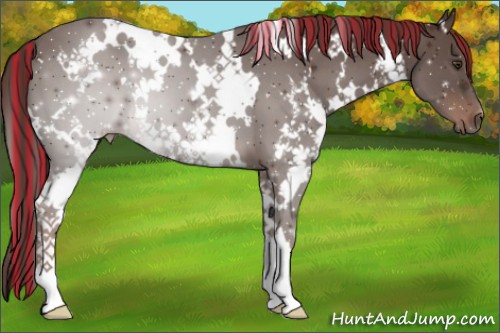 Horse Color:Painted White Spotted Liver Chestnut