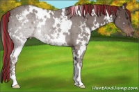 Horse Color:Painted White Spotted Liver Chestnut 