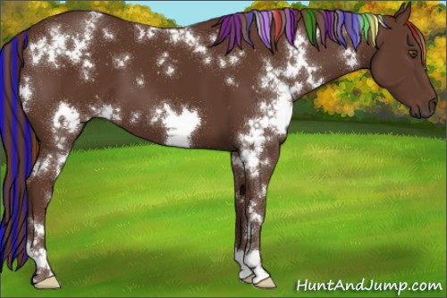 Horse Color:Painted White Spotted Liver Chestnut