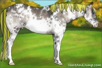 Horse Color:Painted White Spotted Blue Onyx Splash Appaloosa