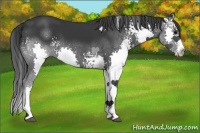 Horse Color:White Spotted Black Splash