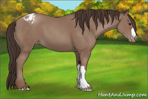 Horse Color:Classic Champagne Appaloosa 