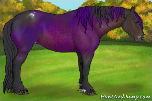 Horse Color:Brown Appaloosa