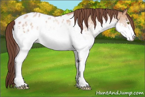 Horse Color:White Spotted Amber Champagne Appaloosa 