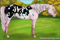 Horse Color:White Spotted Silver Sable Champagne Dun Blanket