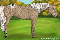 Horse Color:White Spotted Silver Buckskin Ice Appaloosa Rabicano 