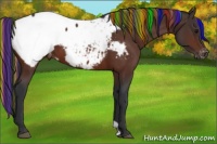 Horse Color:Painted Bay Appaloosa 