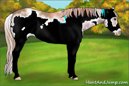 Horse Color:White Spotted Chestnut Splash Frame Appaloosa Rabicano 