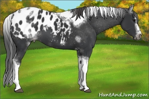 Horse Color:White Spotted Black Splash Tobiano Frame Appaloosa 