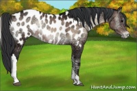 Horse Color:Bay Ice Onyx Near Leopard Rabicano 