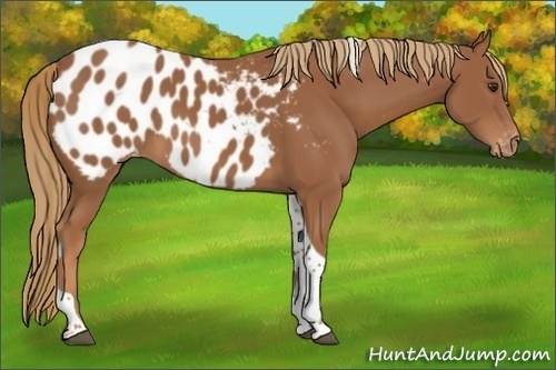 Horse Color:Chestnut Tobiano Appaloosa 