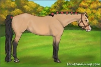 Horse Color:Bay Dun Splash 