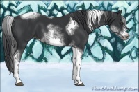 Horse Color:White Spotted Black Splash Tobiano Frame Varnish 