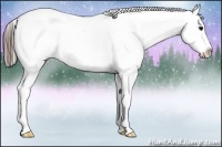 Horse Color:Black Near Leopard