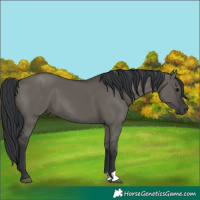 Horse Color:Grullo 
