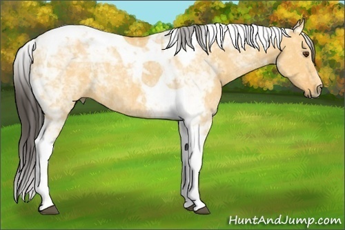 Horse Color:Buckskin Dun Tobiano 