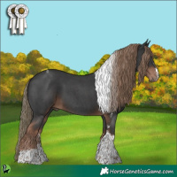 Horse Color:Liver Chestnut Sabino Tobiano