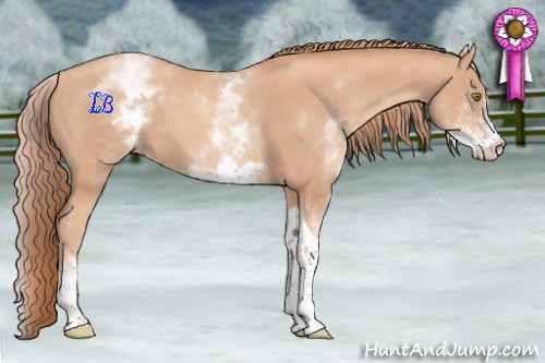 Horse Color:White Spotted Gold Champagne Tobiano 