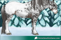 Horse Color:Liver Chestnut Sabino Snowcap 