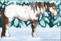 Horse Color:Liver Chestnut Sabino Appaloosa 