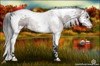 Horse Color:Bay Splash Tobiano Rabicano
