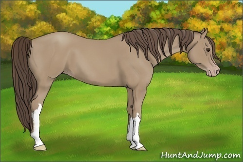 Horse Color:Classic Champagne 