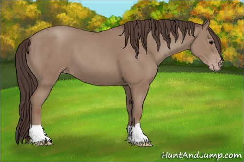 Horse Color:Classic Champagne 